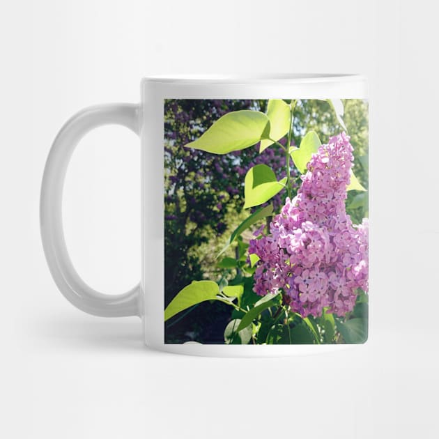 Lilacs bloom by Gourmetkater